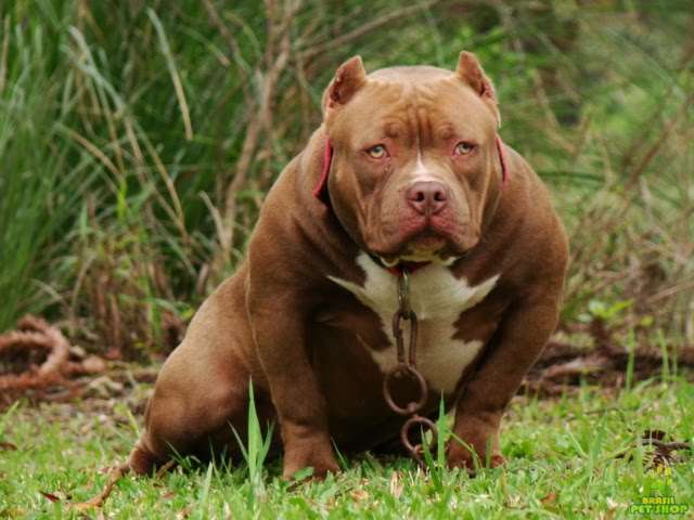 American Bully Cute Pictures