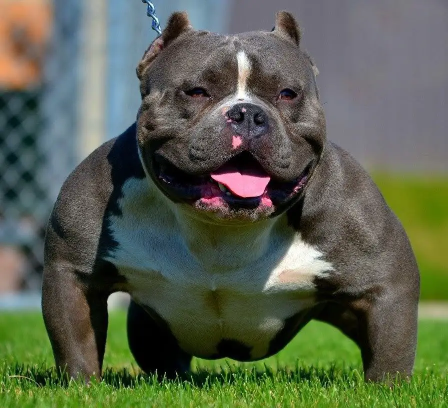 american bully dog