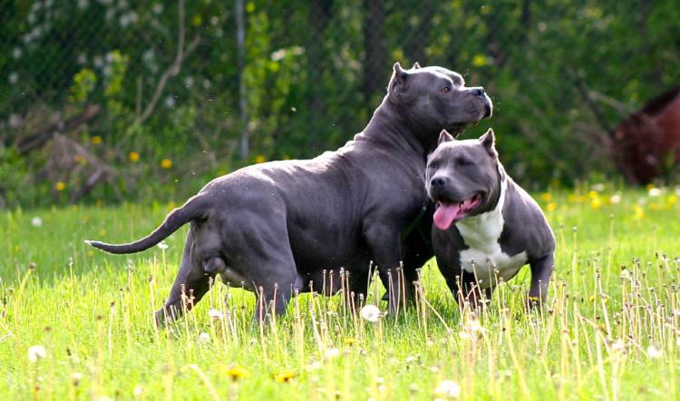 American Bullies Classic Playing Each Other Pictures