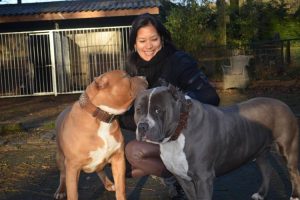 XXL Bully - The Loving and Friendly Giant American Bully Breeds ⋆