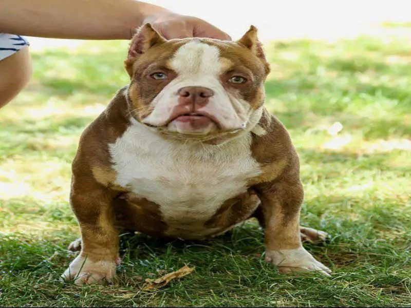 difference between a pitbull and american bully