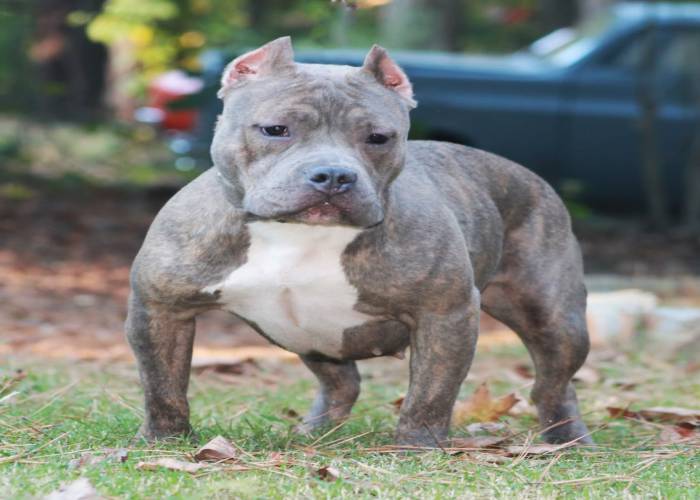 american bully champion bloodline for sale download