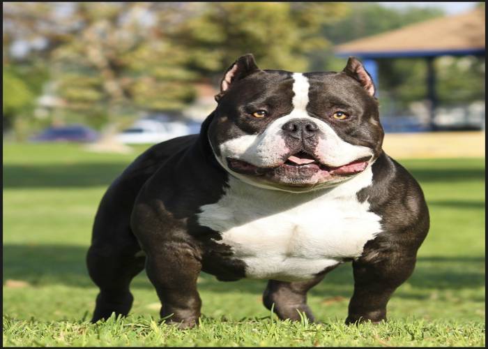 The Razors Edge One of the Famous American Bully Bloodline