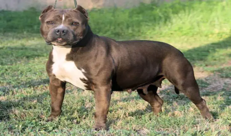 american bully standard female