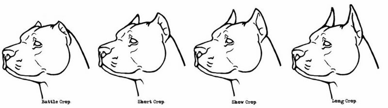 Different earcrop for american bully and pitbull