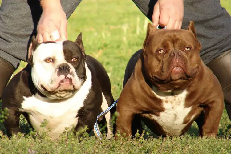 American Bully Pocket - The Most Adorable and Cute Bully Dog Breed