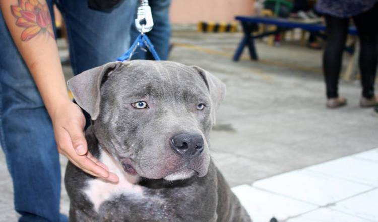 american bully standard