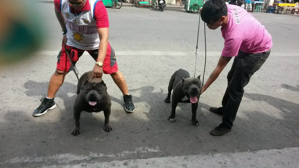 American Bully Standard and American Bully Pocket