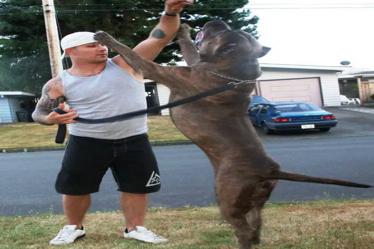 how big is a xxl american bully