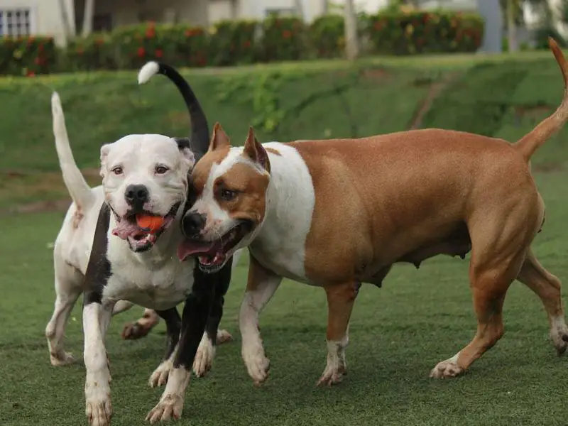 American Bully and Pitbull Terrier Playing