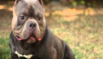 American Bully Vs Pitbull Terrier Difference
