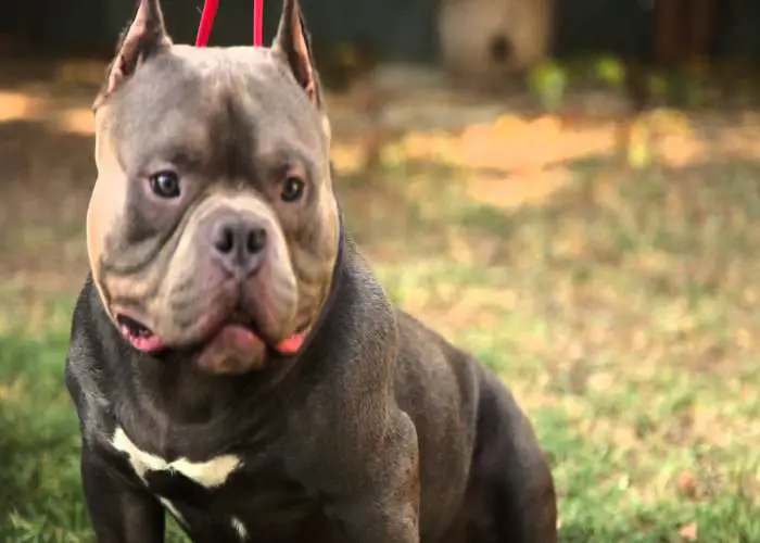 American Bully Vs Pitbull Terrier Difference