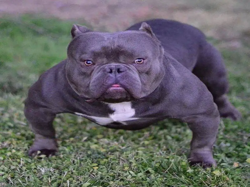 American Bully VS Pit bull Terrier What is the Difference