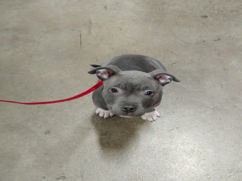 Cute Little Pitbull Terrier