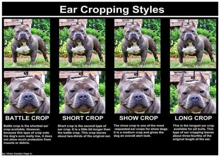 American Bully Colors Chart