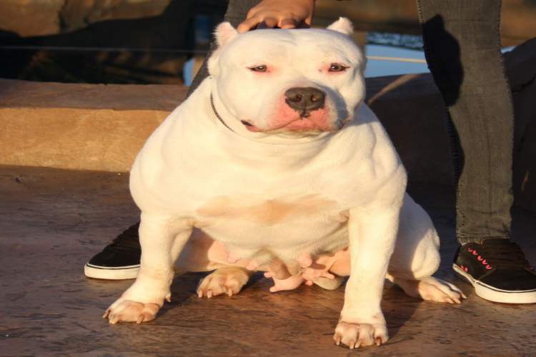 Icee - The Female White American Bully