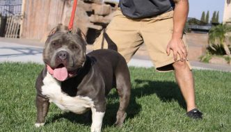 Kool Aid American Bully Extreme Exotic Breed in the World