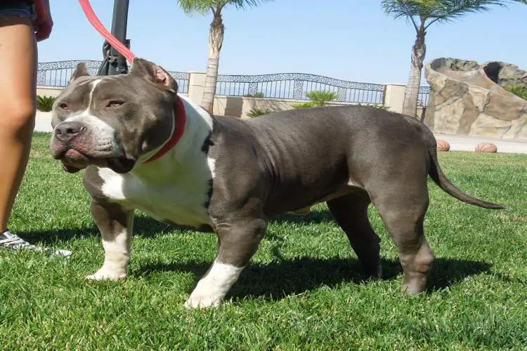 american bully pocket weight