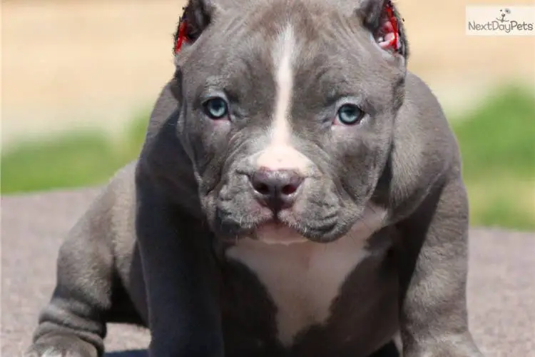 Ear crop for american bully and pitbull