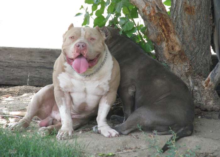 American Bully Gottiline Amazing Pictures