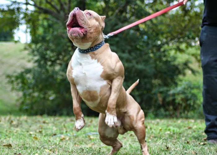 American Bully Training 4 Important Points You Need to