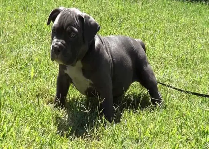 10 week old american bully