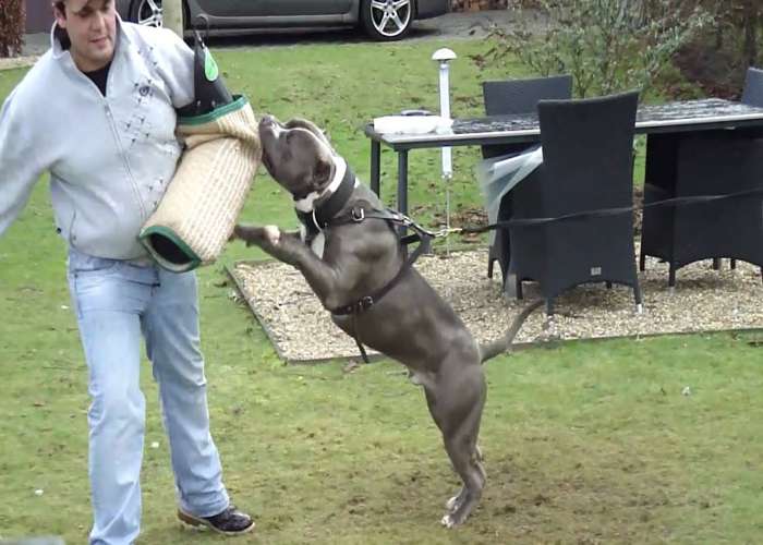 American Bully Training Guide