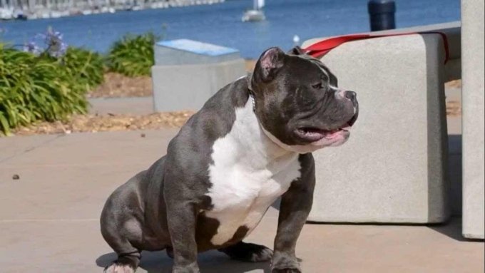 reputable american bully breeders