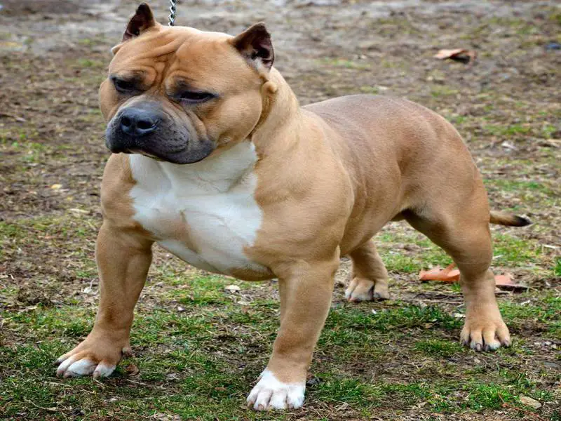 American Bully Club RKC Champion