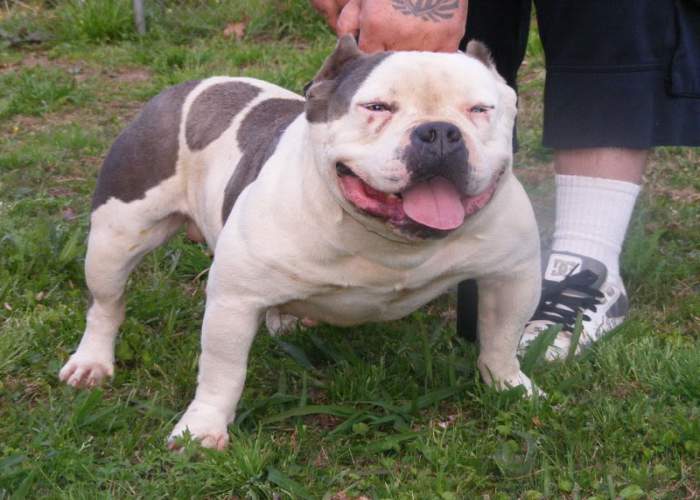 8 Essential Nutrients American Bully Puppies Need To Grow Strong