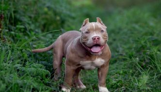 the list of american bully breeder