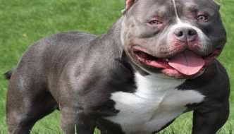 Popular American Bully Dog Picture