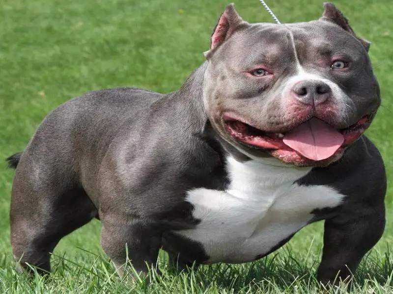 toy bully breeds