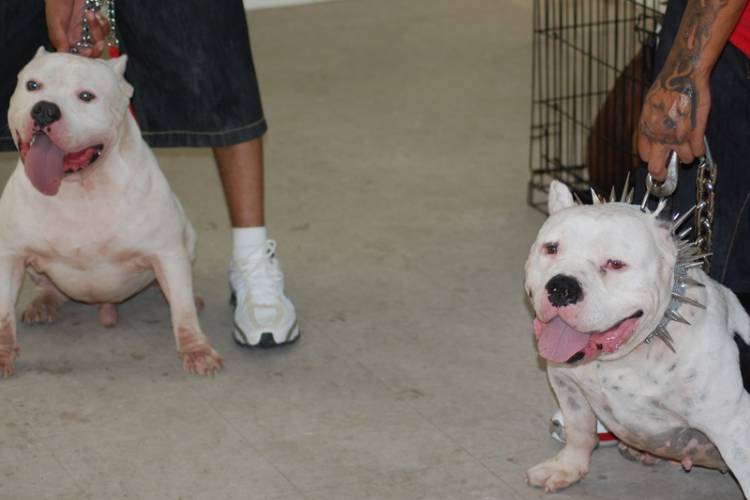 albino blue nose pitbull