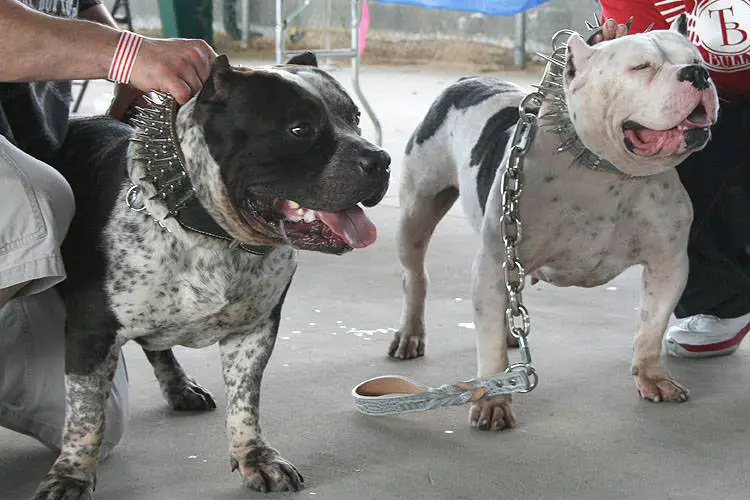 white bully pitbulls