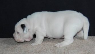White American Bully Puppy