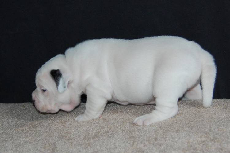 White American Bully Puppy