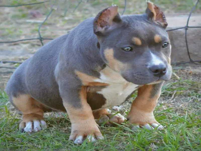 TriColor American Bullies Facts You Need To Know About
