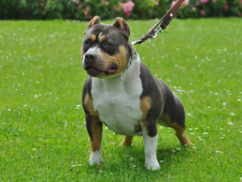 tri color american pitbull terrier