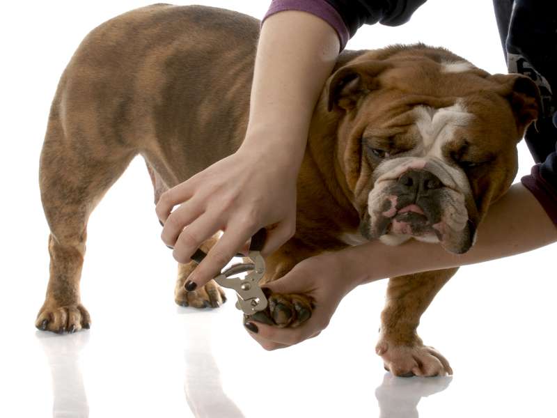 dog nail clipping places