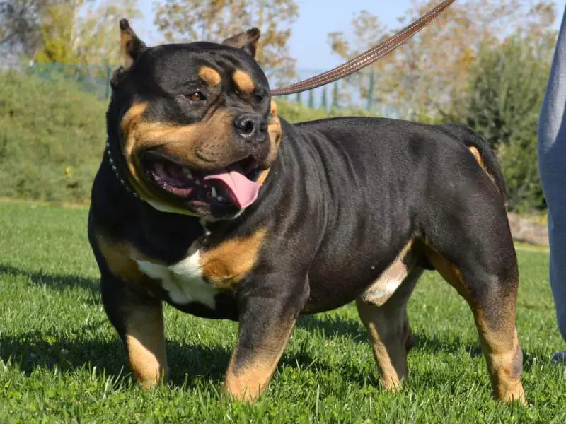 The Tri Color American Bully: Why it has an Uncommon Three-colored coat