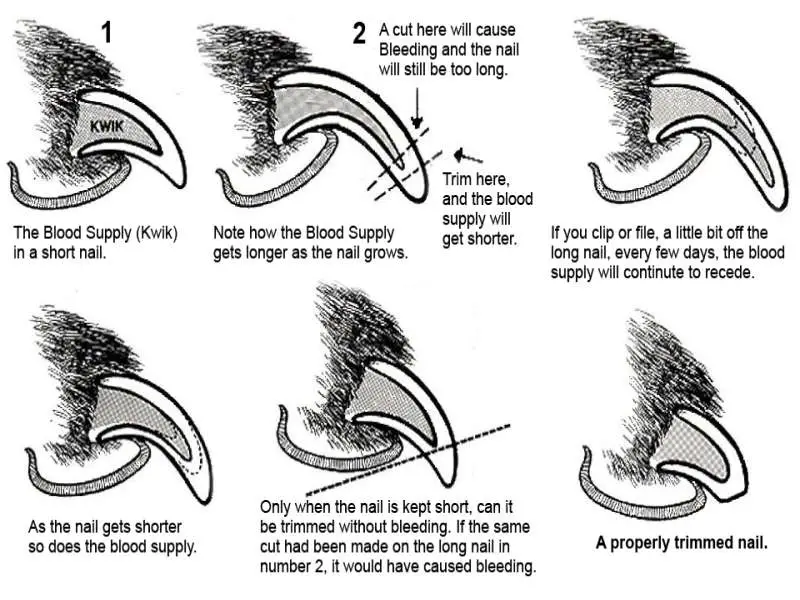 Trimming dog nails for American Bully Trimming Diagram