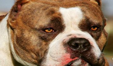American Bullies Deworming Schedule