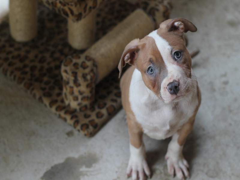 Dewormer for outlet pitbull puppies