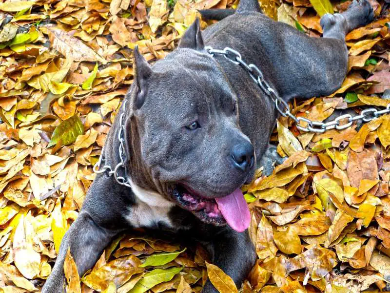 Best American Bully Supplements