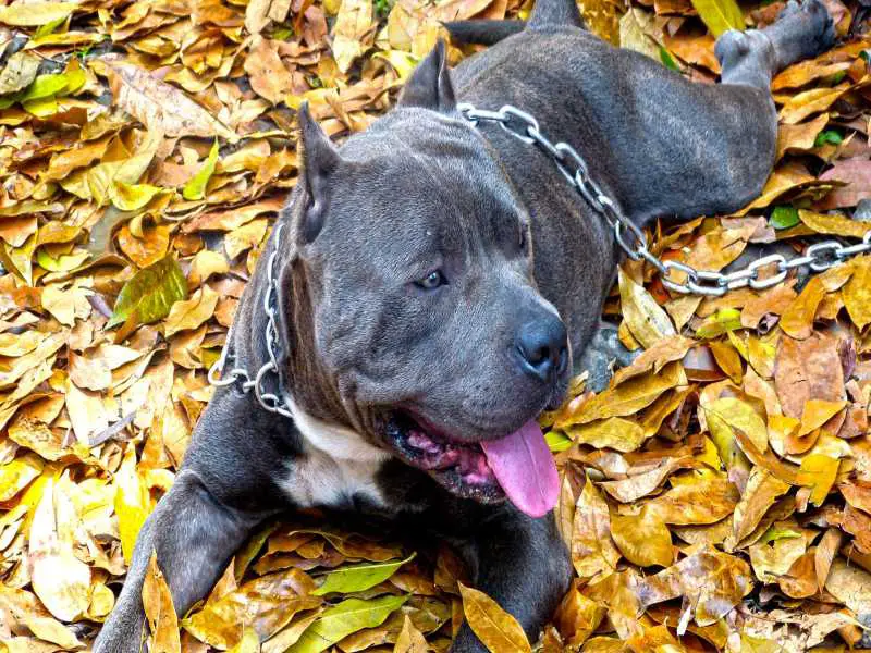 Best supplements outlet for american bully