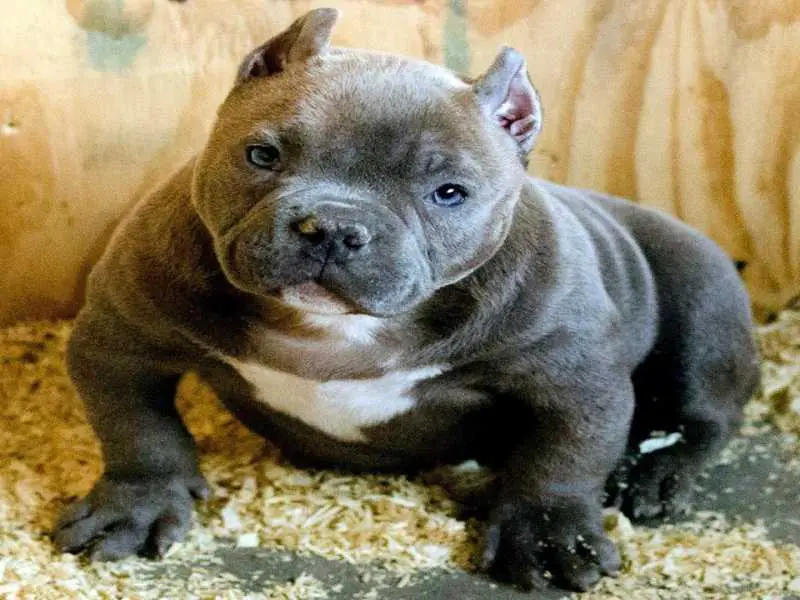 american bully female puppy