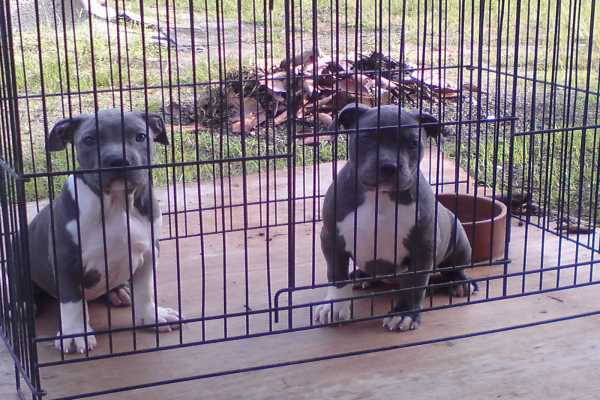 Crate training for american bully