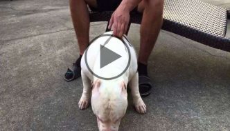 American Bully Extreme Videos