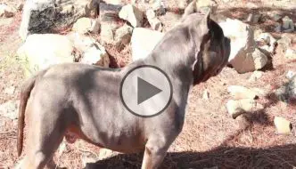 Famous AMERICAN BULLY Kennel